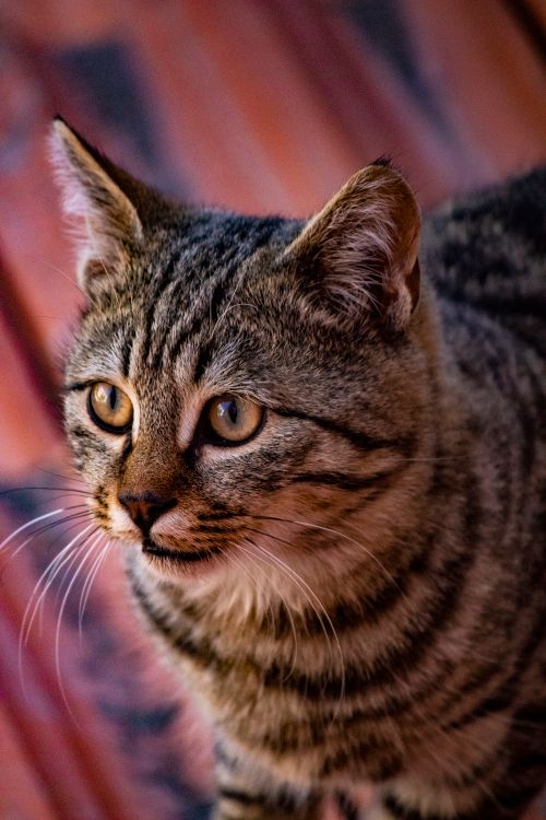 Free Detailed close-up of a tabby cat looking intently, perfect for pet lovers. Stock Photo