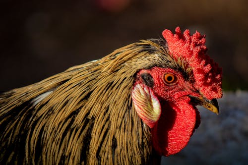Gratis stockfoto met aviaire, derbyshire roodkapje, detailopname