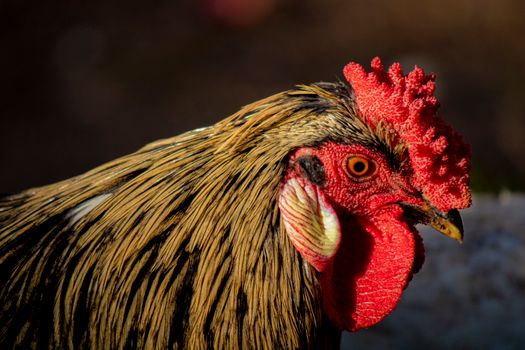 A close up of a rooster with red feathers