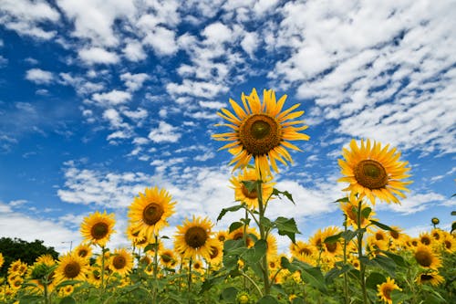 Gratis stockfoto met bloemen, geel, landelijk