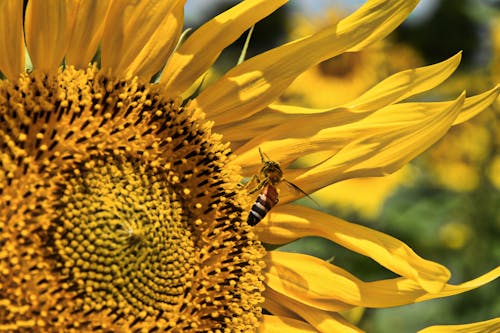 Wasp on a Sunflower in Sunlight 
