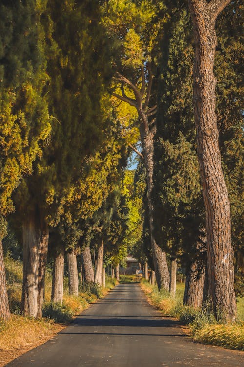 Tall Trees around Sunlit Road in Countryside
