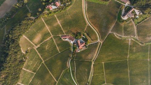 Top View of Houses and Croplands 