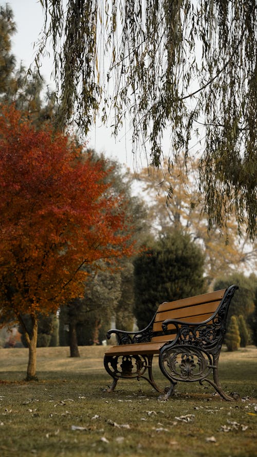 Wooden Bench in a Park 