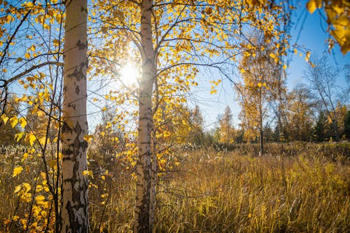 Fotobanka s bezplatnými fotkami na tému brezy, hracie pole, jeseň