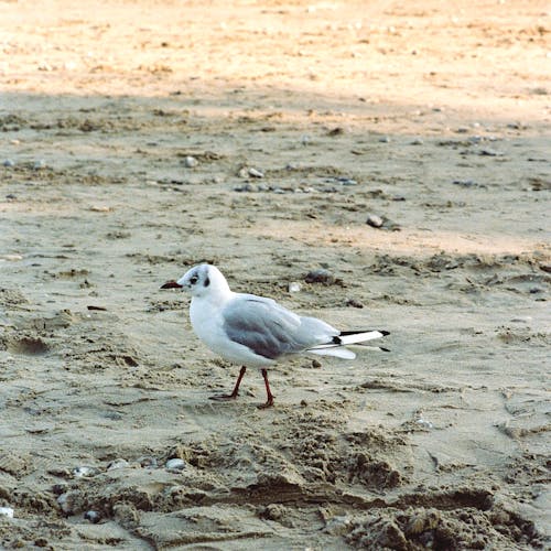 Foto profissional grátis de areia, ave, chão