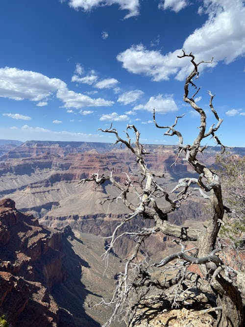 Tree in a Canyon 