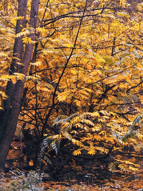 Photos gratuites de arbuste, automne, bois