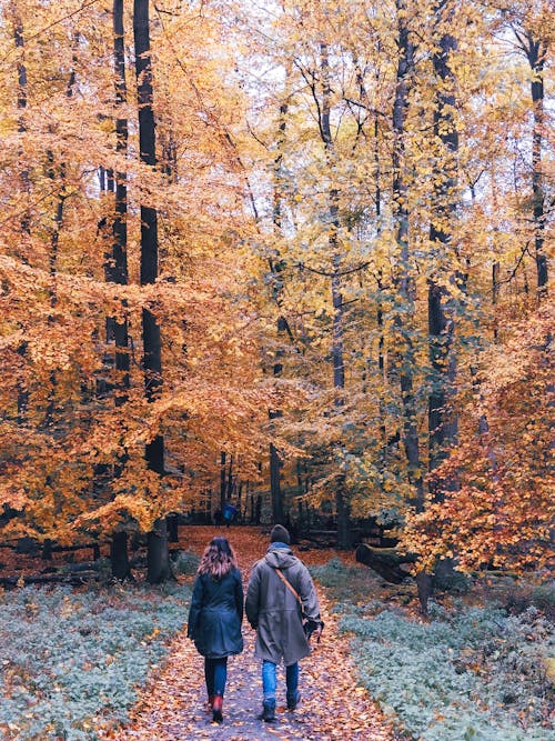 Couple Walking in a Forest in Autumn 