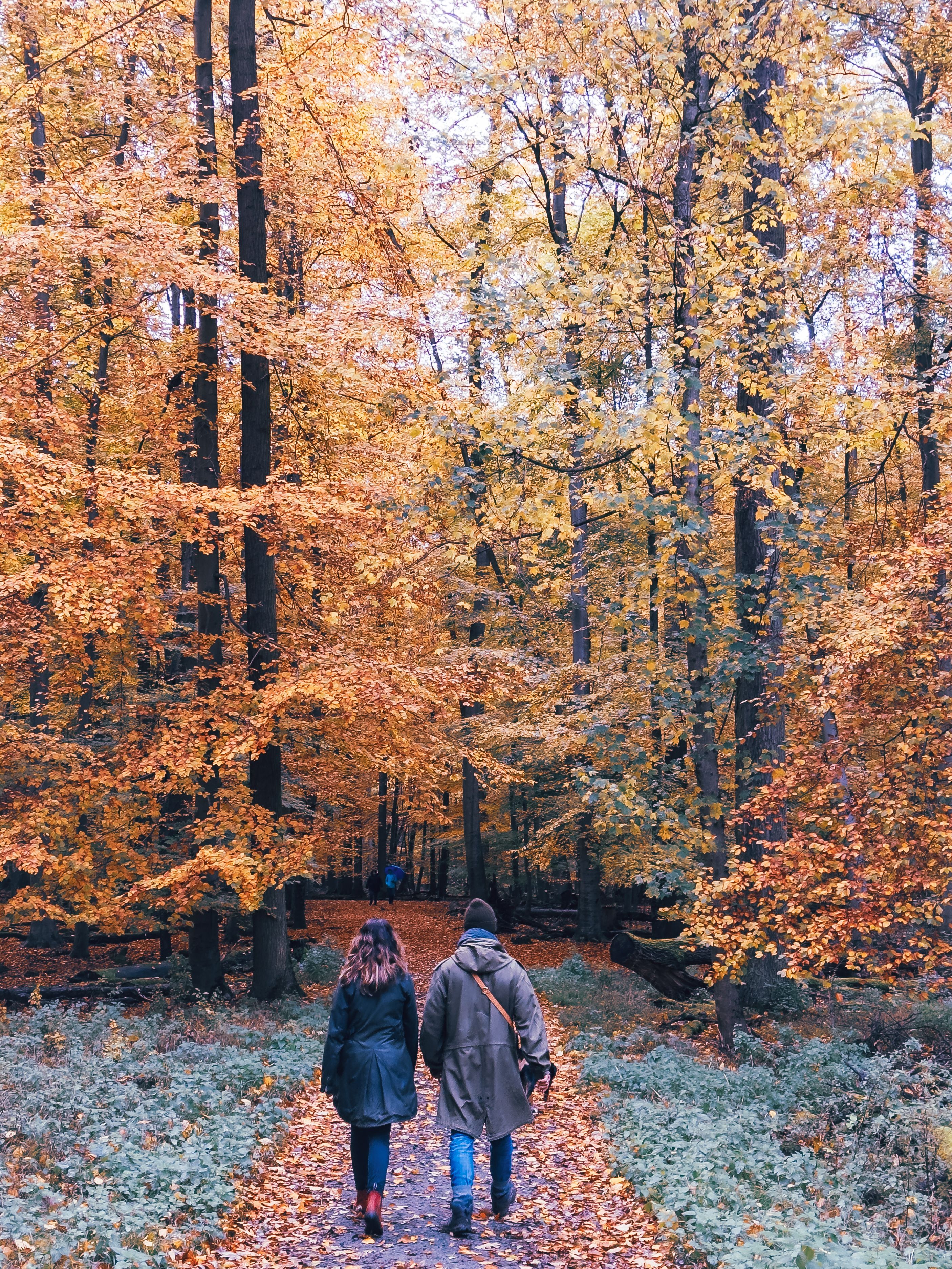 Couple Walking in a Forest in Autumn · Free Stock Photo