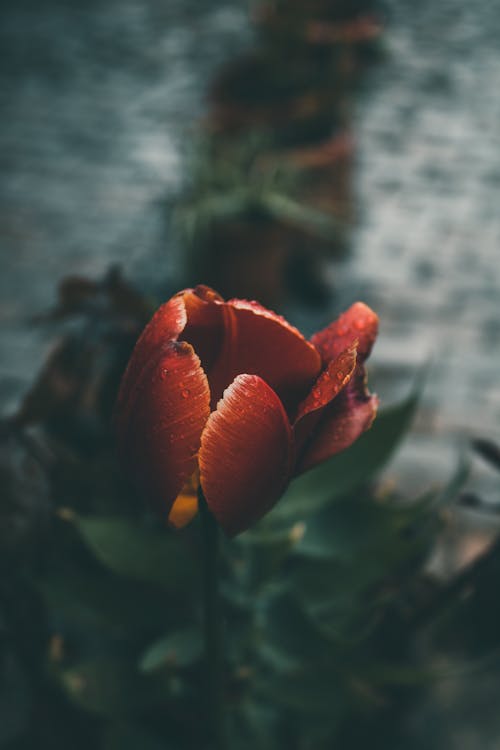 Red Tulip in a Garden 