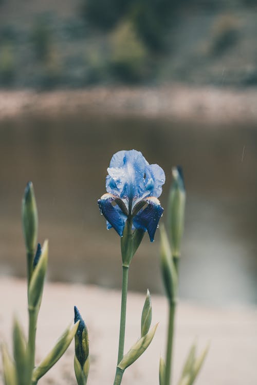 Gratis arkivbilde med blå, blomst, blomstre