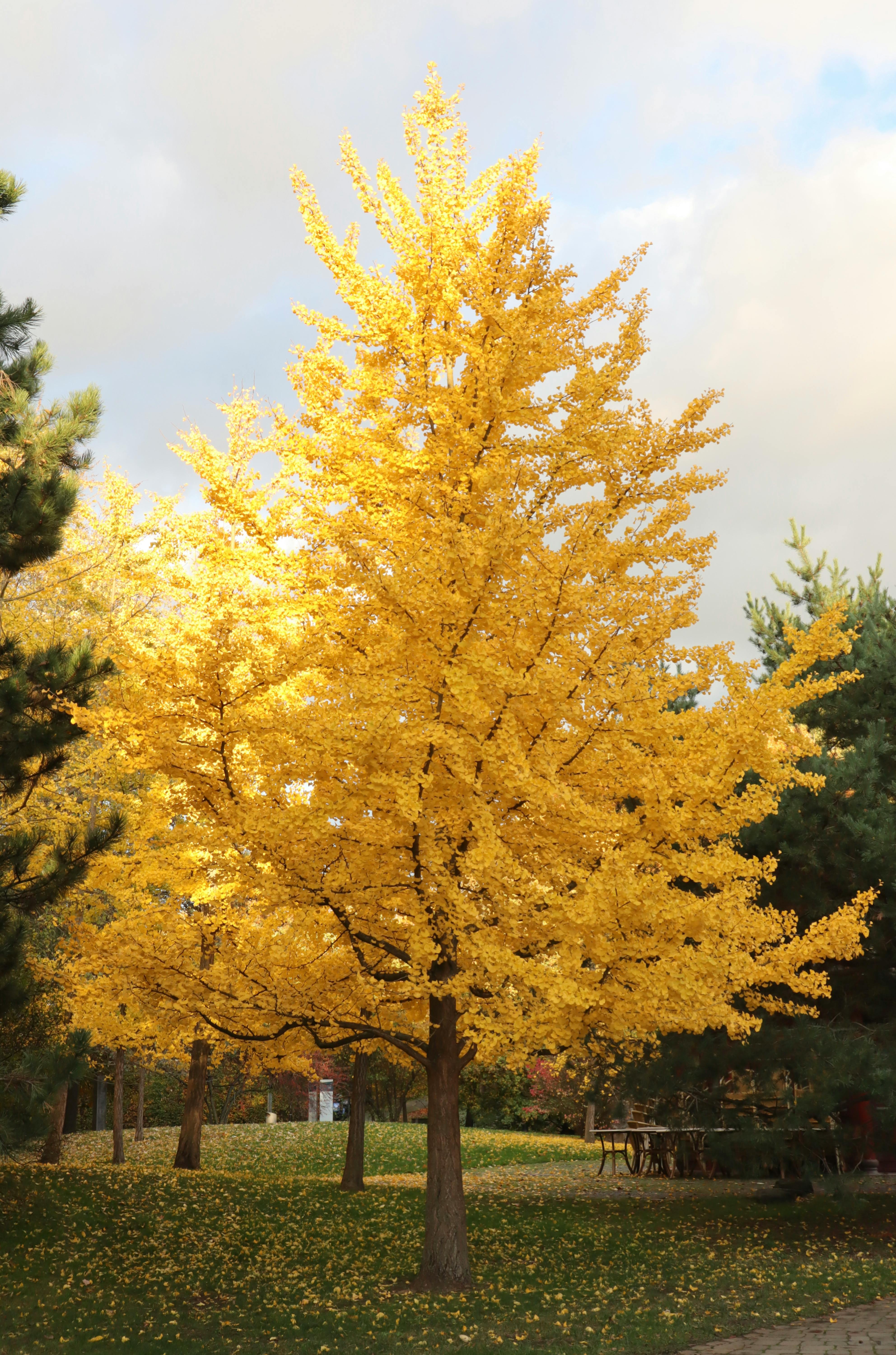 yellow leaves on a tree