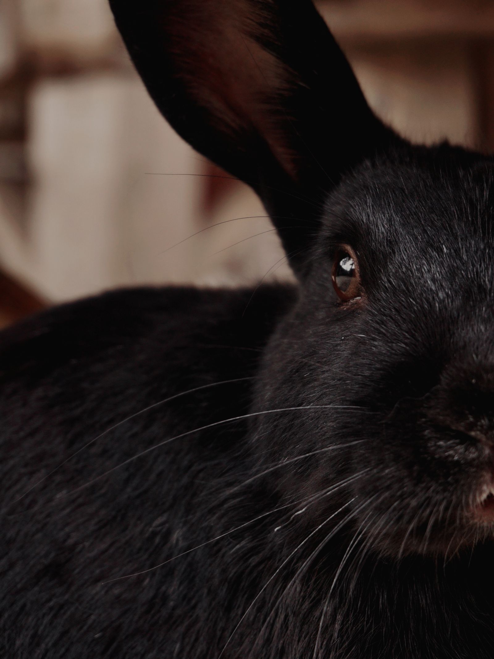 Portrait of Pet Rabbit · Free Stock Photo