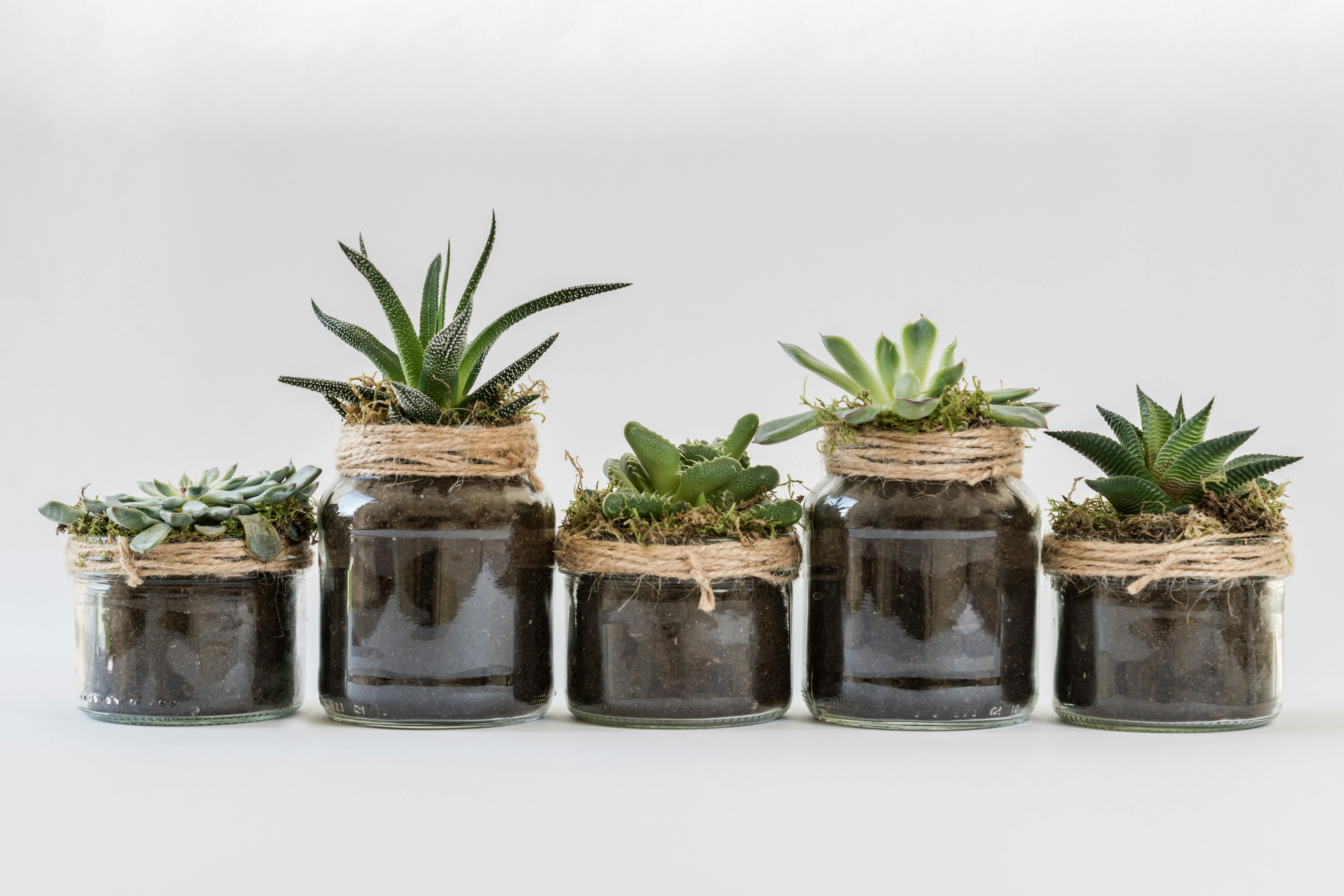 Free Five Succulent Plants Stock Photo