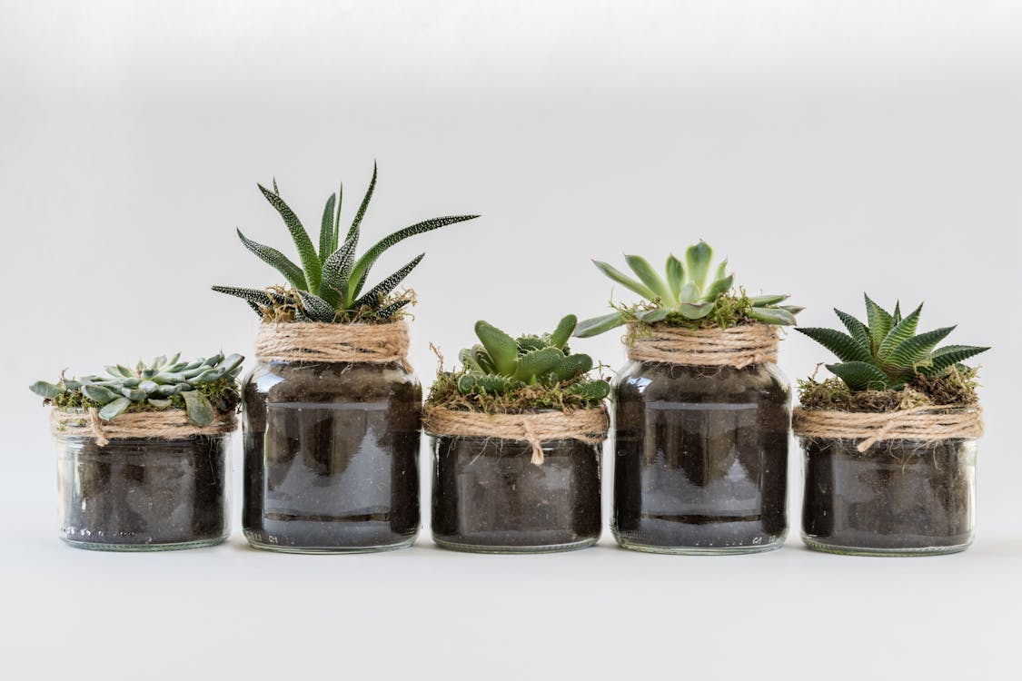 Free Five Succulent Plants Stock Photo
