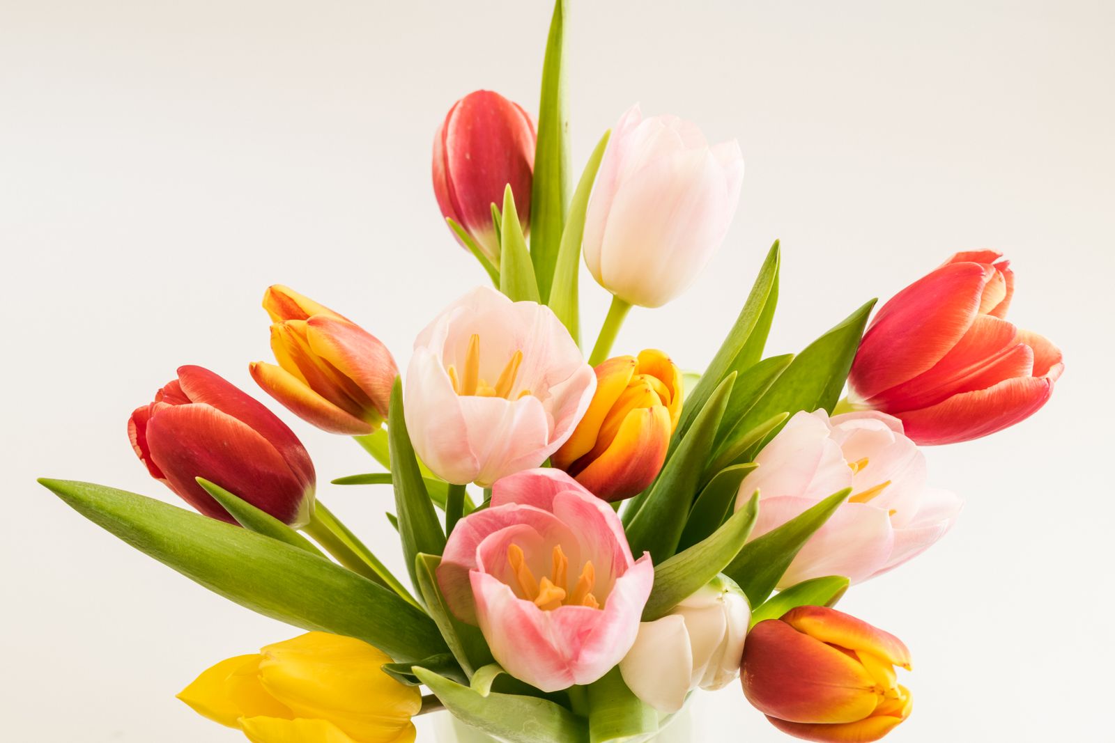 ramo de 10 tulipanes coloridos