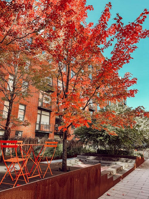 Colorful Trees in Brooklyn 