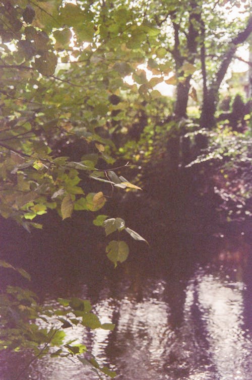 Základová fotografie zdarma na téma les, listy, příroda