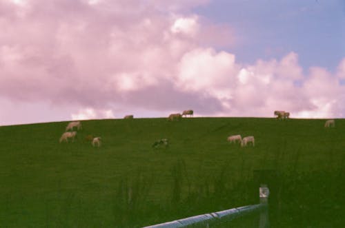 Základová fotografie zdarma na téma 35mm film, černá kráva, film