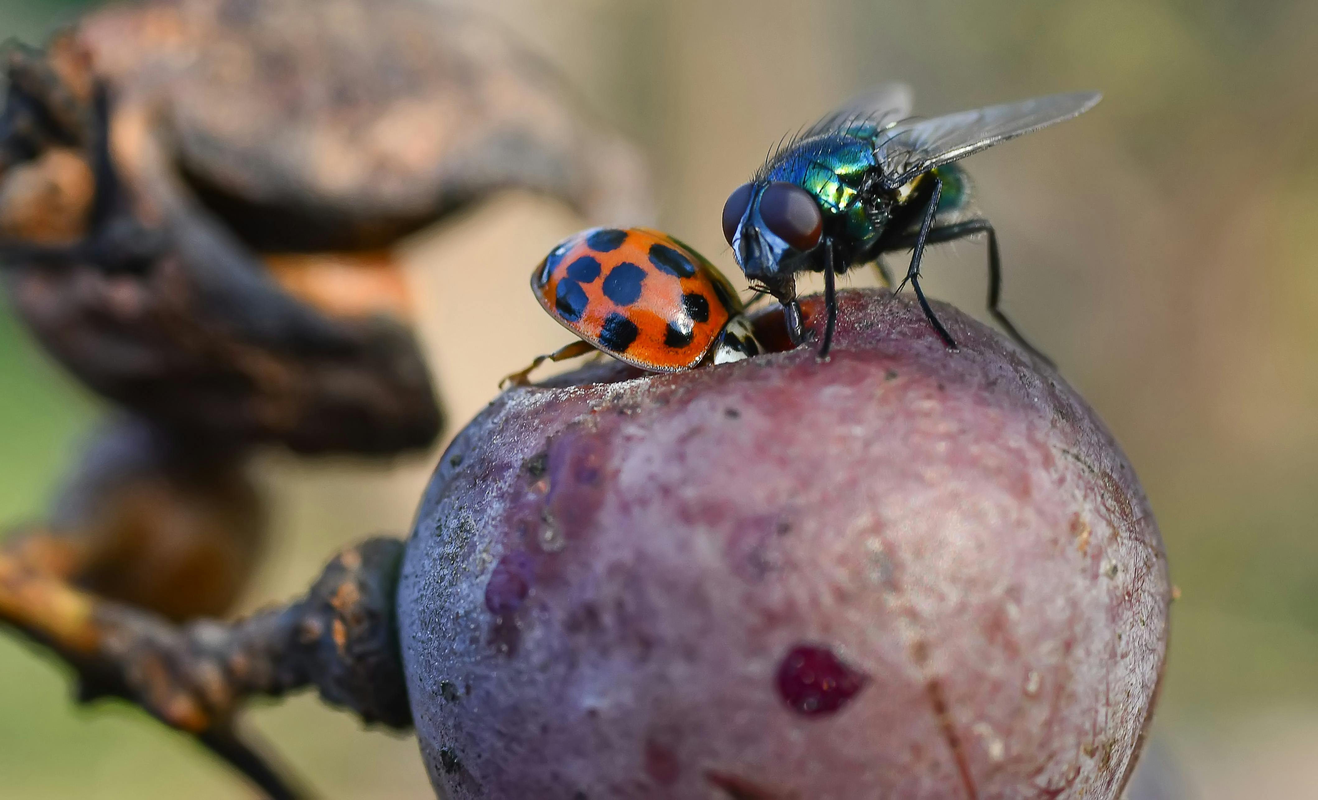 Close-up of a tan‑brown fruit fly with red eyes and distinctive wing pattern
