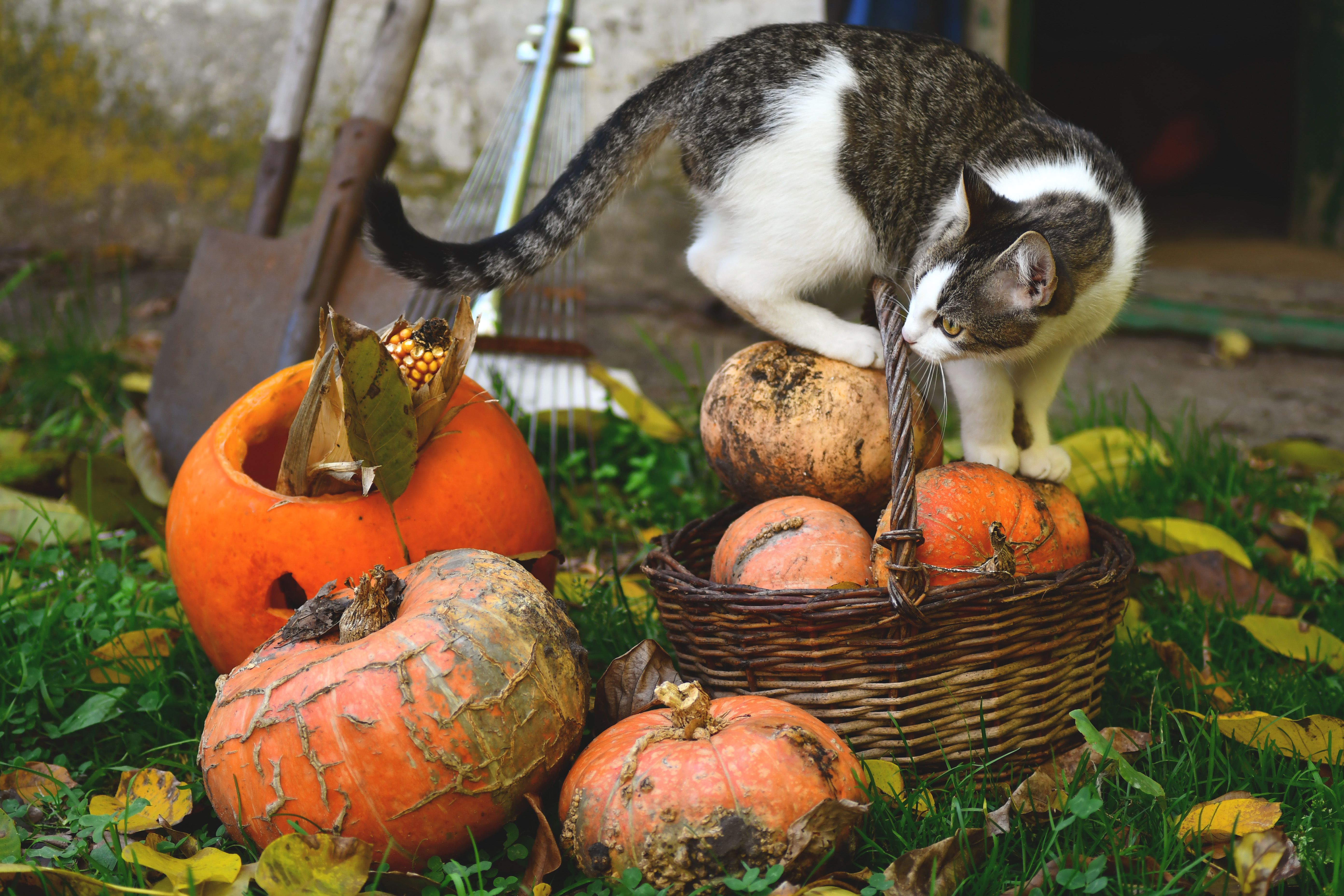 Cat Next to Pumpkins · Free Stock Photo