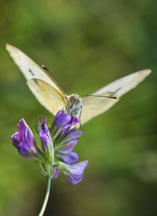White Butterfly on Purple Flowers