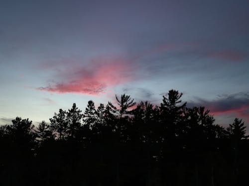 Foto d'estoc gratuïta de arbres, bosc, boscos