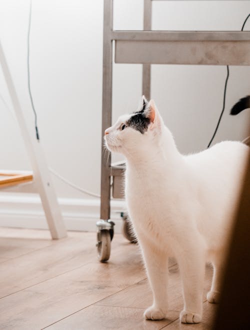 White Cat on Floor