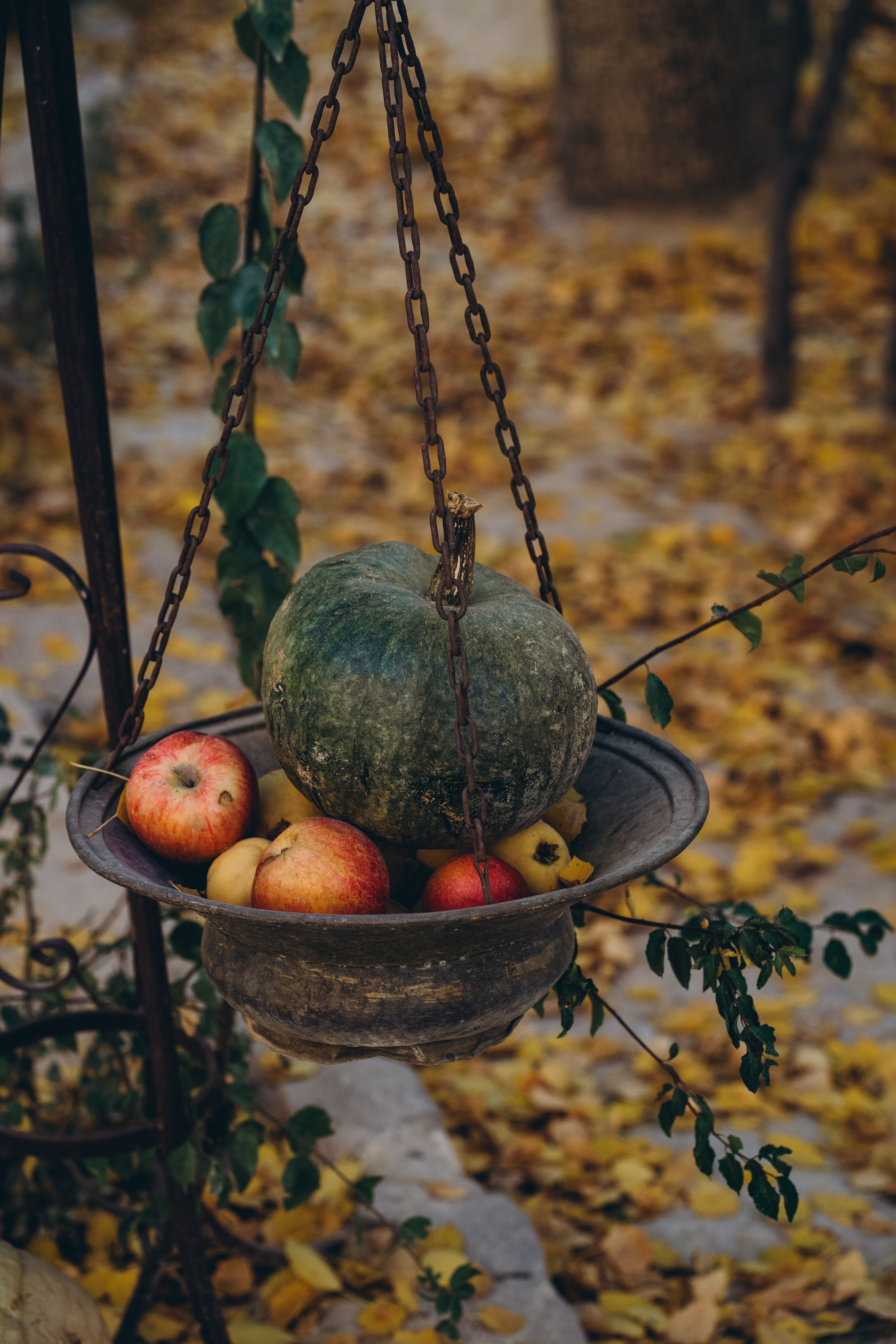 Pumpkin and Apples in a Forest · Free Stock Photo