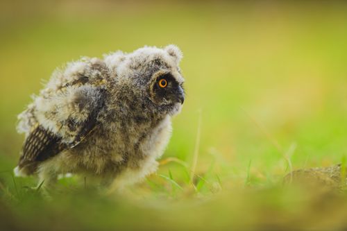 Free Close-up of a fluffy owlet with striking yellow eyes perched on grass in the wild. Stock Photo