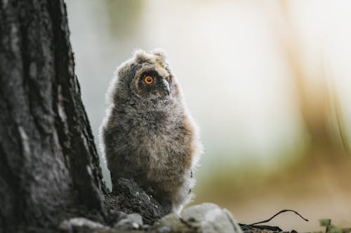 Owl in Nature