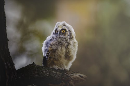 Owlet Sitting on Branch