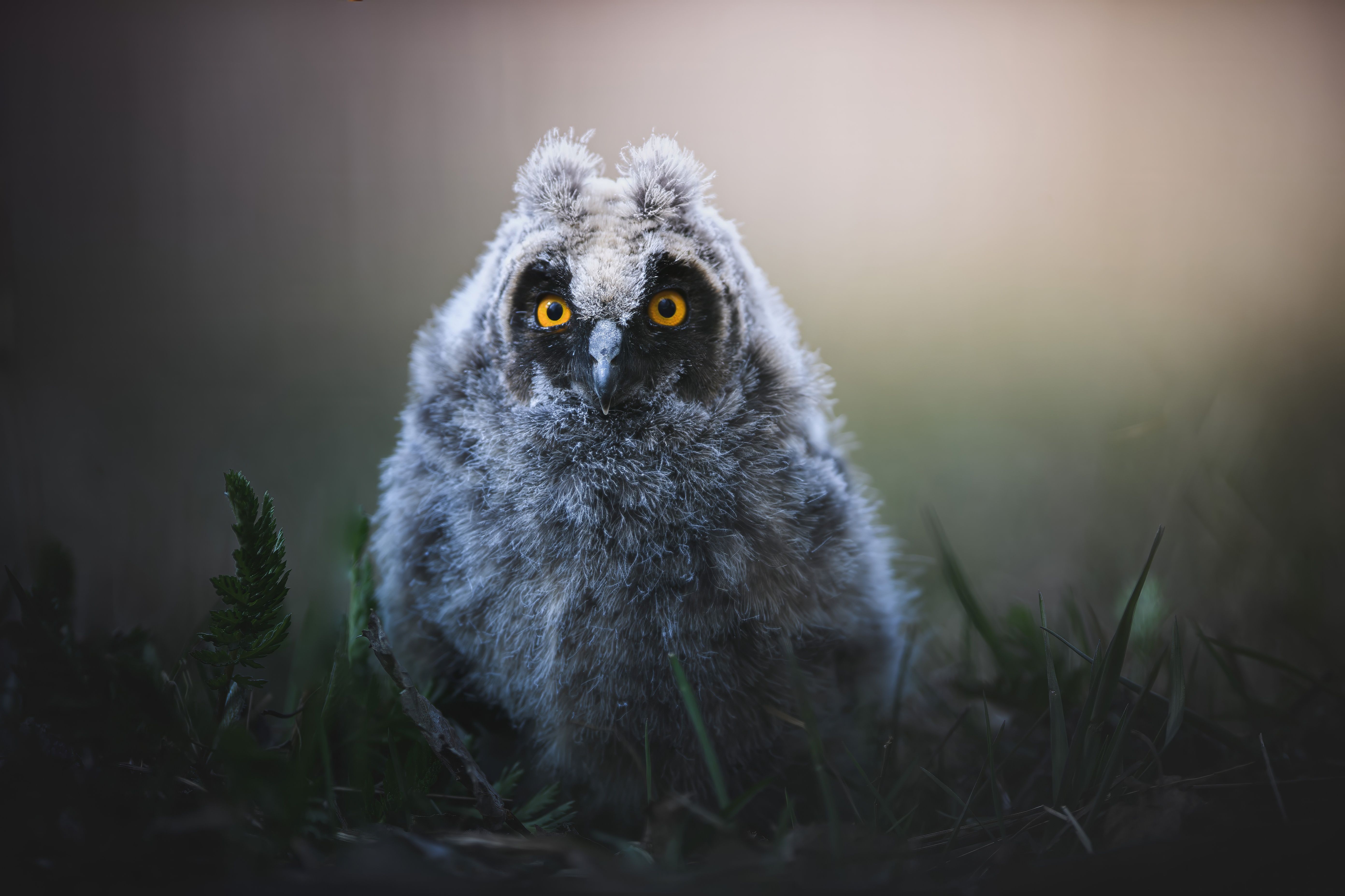 Portrait of a fluffy long-eared owl chick (Asio otus) sitting in grass.