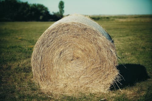 Bale of Hay on Grassy Field