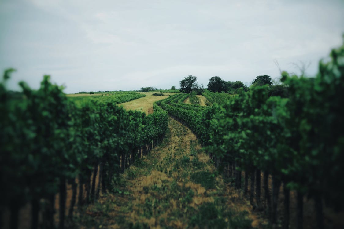 Rows of Green Grapevines on Field