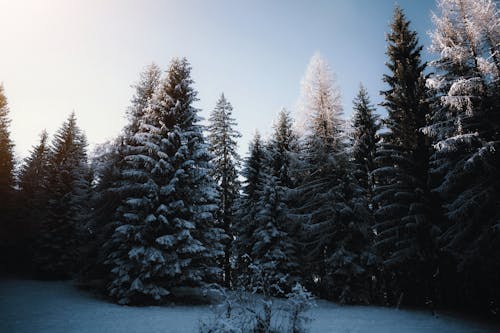 Безкоштовне стокове фото на тему «застуда, зима, ліс»
