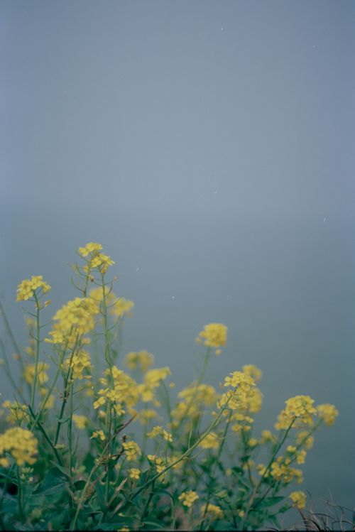 Free Yellow wildflowers bloom vibrantly against a soft blue background, evoking the essence of spring. Stock Photo