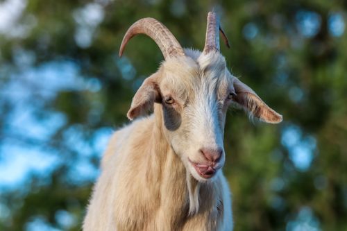 Free A close-up photo of a goat with horns and a playful expression in a natural environment. Stock Photo
