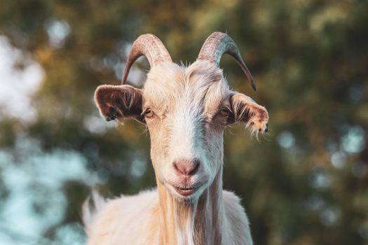 Close-up of the Goat Head