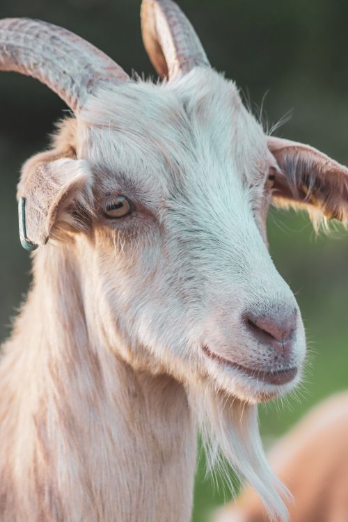 Free Portrait of a white goat in a countryside setting, showcasing detailed features and natural habitat. Stock Photo