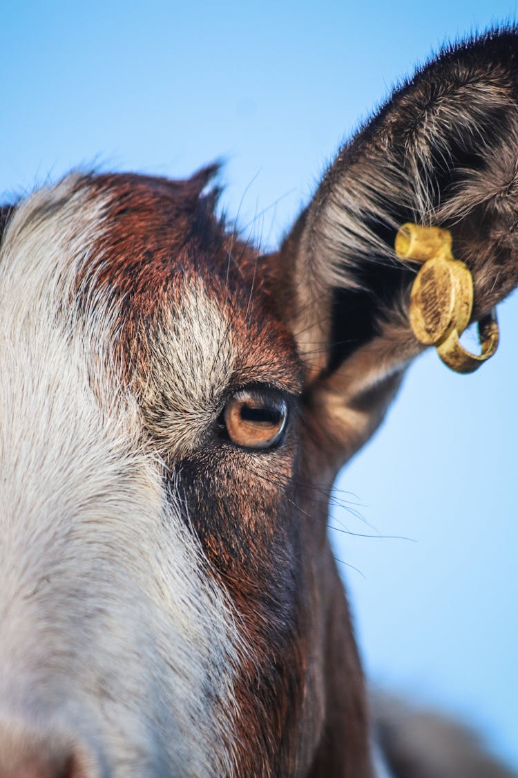 Cow With Earring