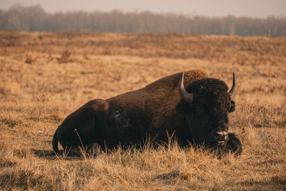 Bison kasyno w praktyce: oferta, dostępność i pierwsze doświadczenie gracza