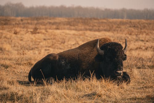 Free Bison Lying in a Glade Stock Photo