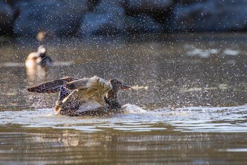 Mallard Duck Splashing Water