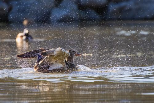 Free A mallard duck energetically splashing in a sunlit pond with water droplets in midair. Stock Photo