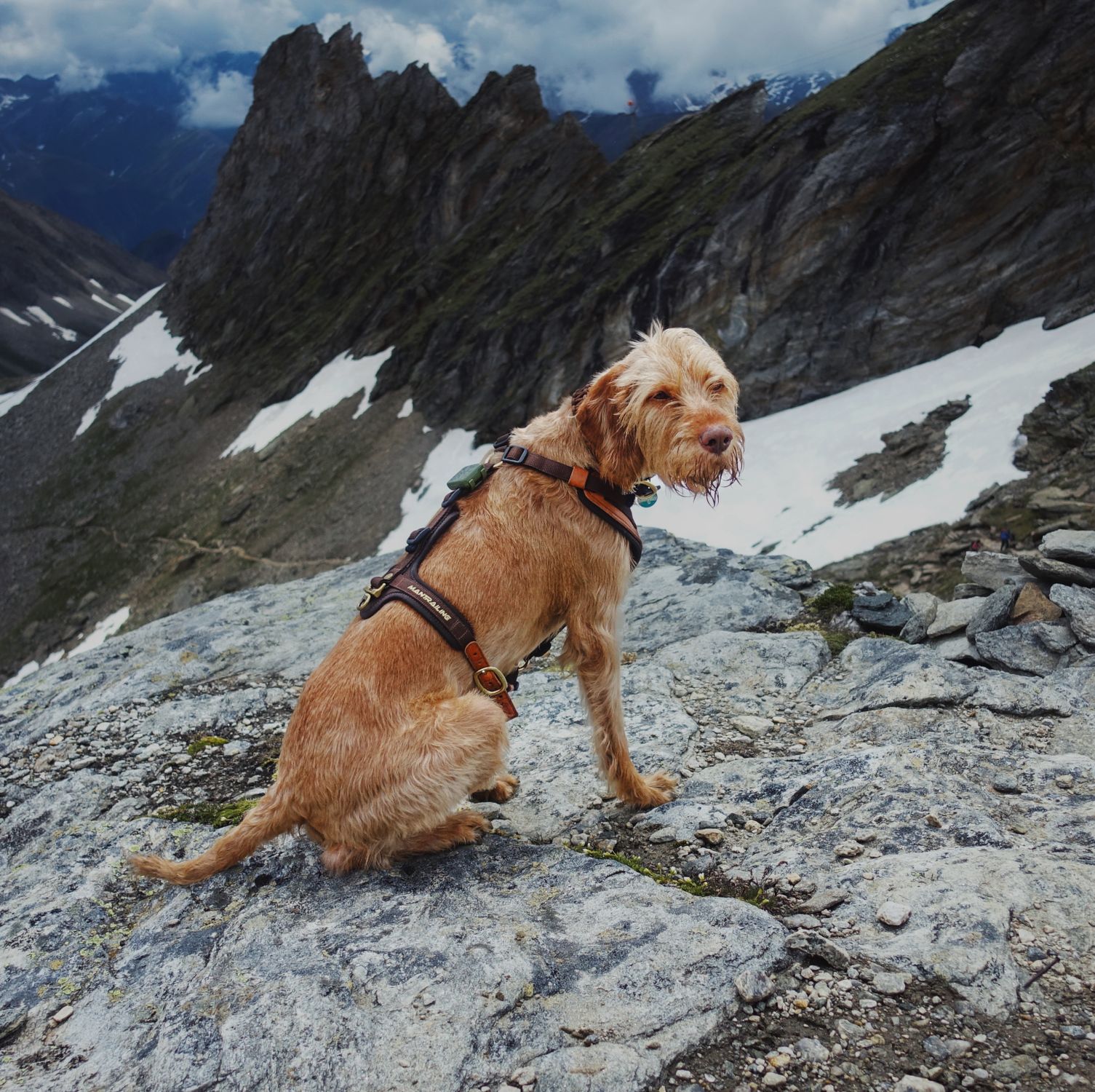 A ginger-colored dog in a harness sitting on a rocky mountain terrain with snow patches in the background.