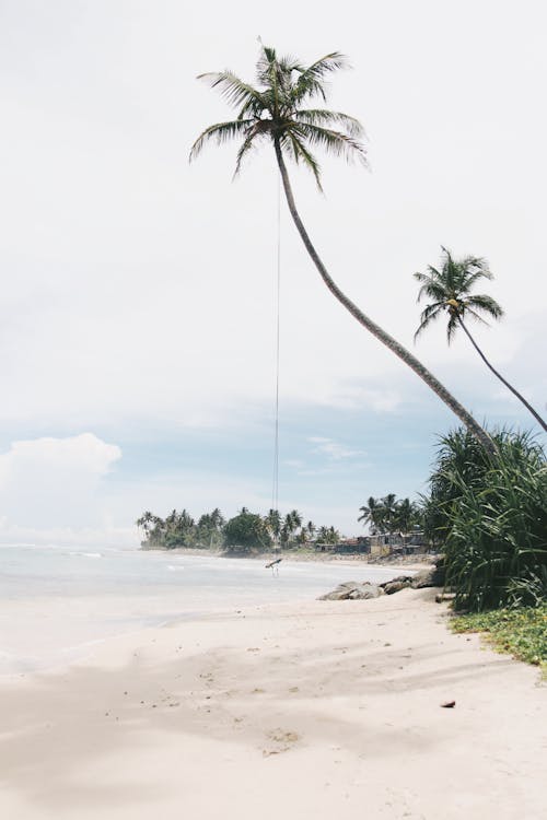 Swing Hanging on Palm Trees on Sea Shore