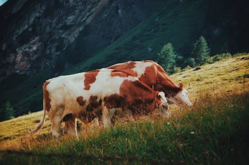 Cows on Pasture in Mountains