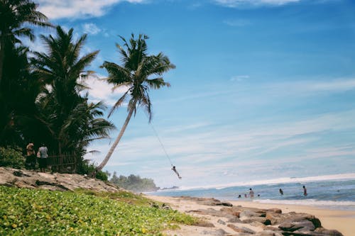 People on Sea Shore with Palm Trees and Swing